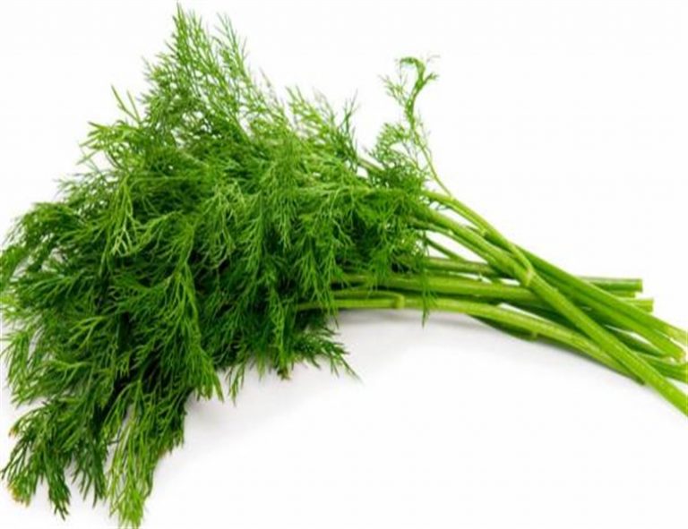 همه چیز درباره شوید