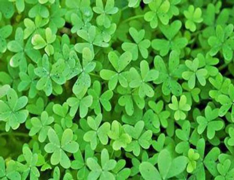 خواص شگفت انگیز یونجه برای بدن انسان!