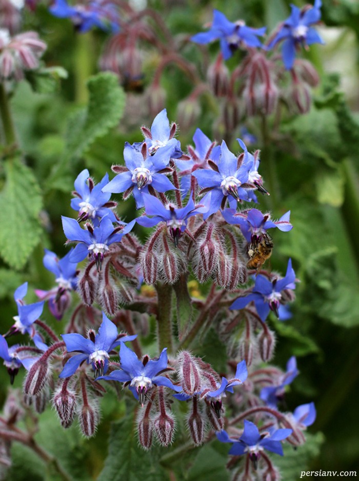 خواص گل گاو زبان