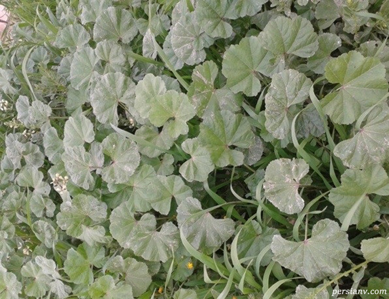 خواص سبزی توله یا پنیرک