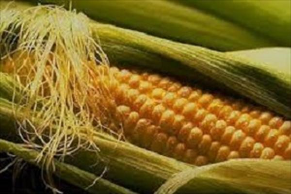 فواید شگفتانگیز کاکل ذرت: از پیشگیری سنگ کلیه تا کنترل قند خون