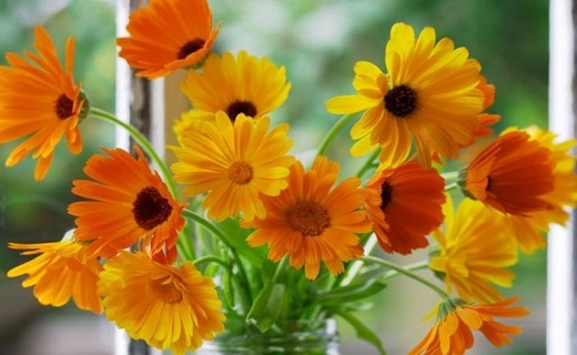 خواص گل همیشه بهار