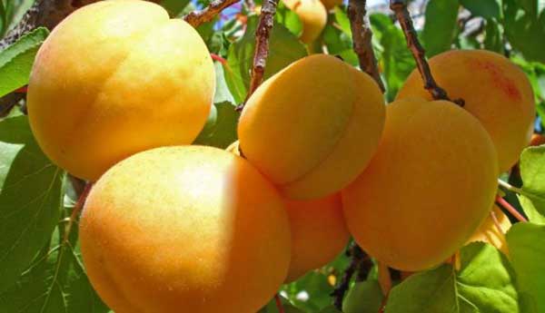 ارزش غذايی زردآلو